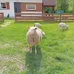 Caloroczny Zagroda Mlynski Sułkowice
