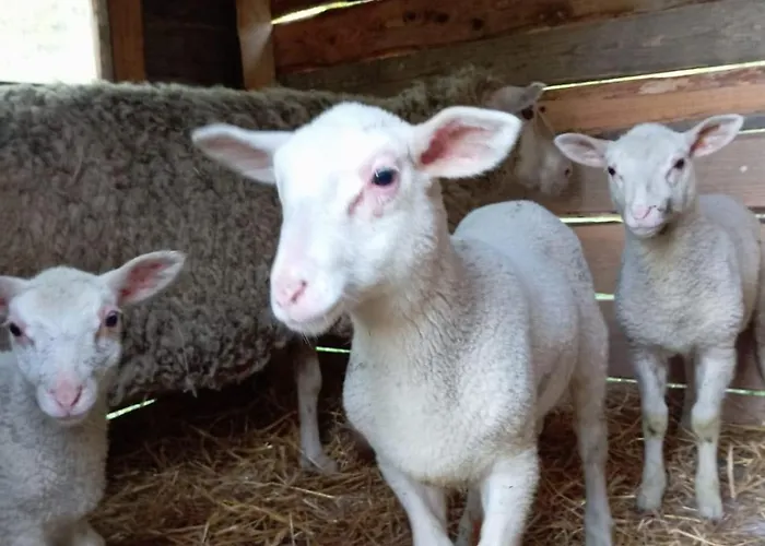 Caloroczny Zagroda Mlynski