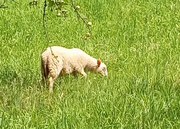 Caloroczny Zagroda Mlynski Appartamento *